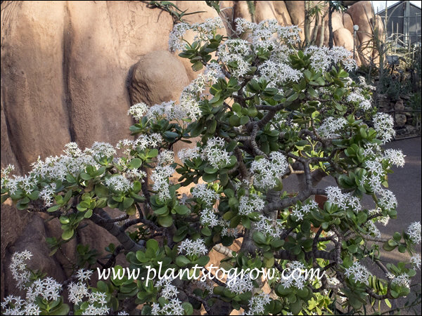 Crassula Ovata Jade Plant Crassula Portulacea, Cotyledon Lutea, Cotyledon  Ovata, Crassula Argentea, Crassula Articulata, Toelkenia Ovata -  Israel