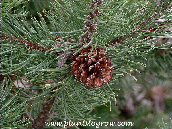 Mugo Pine (pinus Mugo) 