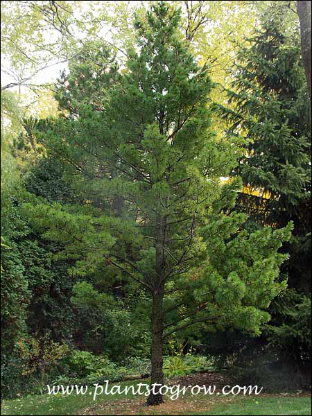 White Pine (Pinus strobus)  Plants To Grow Plants Database by Paul S.  Drobot