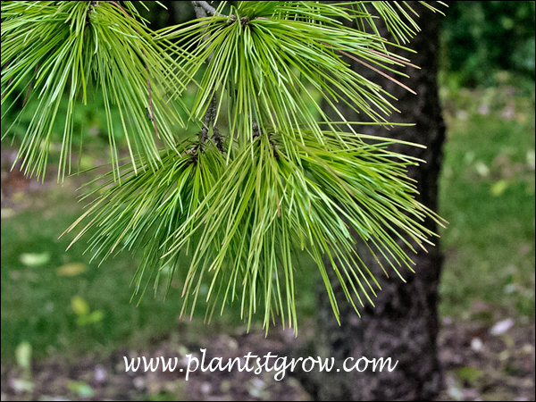 Pinus strobus (Wisconsin) (Eastern White Pine, White Pine, Weymouth Pine)