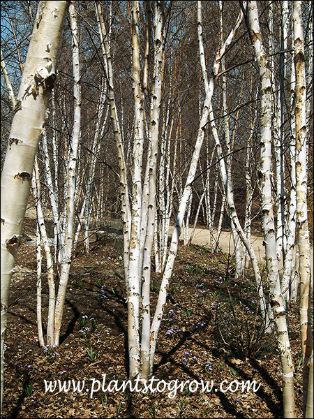 Species Spotlight - Betula papyrifera (Paper Birch) - Edge Of The Woods  Native Plant Nursery, LLC