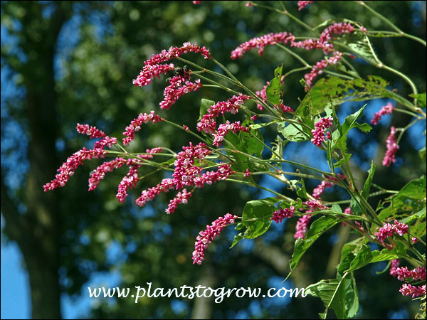 Kiss Me Over The Gate Polygonum Orientale Plants To Grow