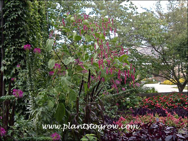 Kiss Me Over The Gate Polygonum Orientale Plants To Grow