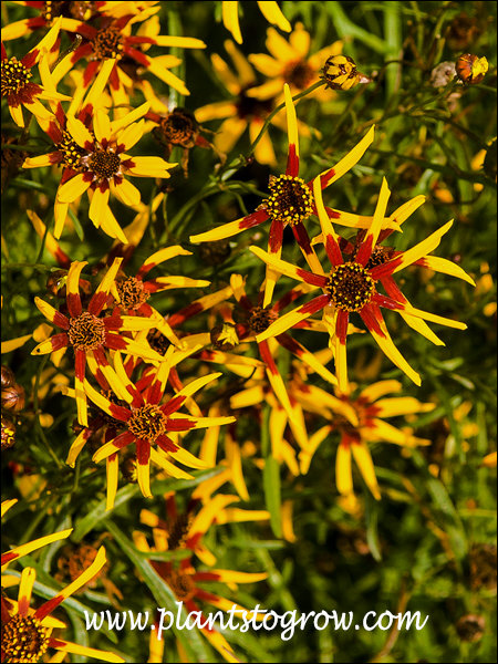 mardi gras coreopsis