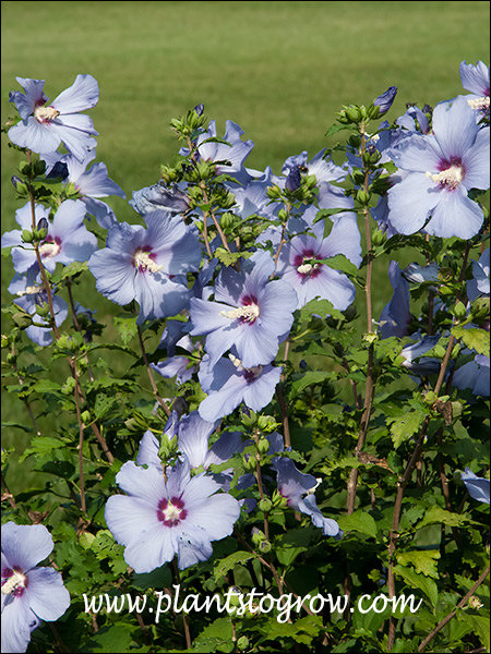 Blue Satin Hibiscus (Hibiscus syriacus)