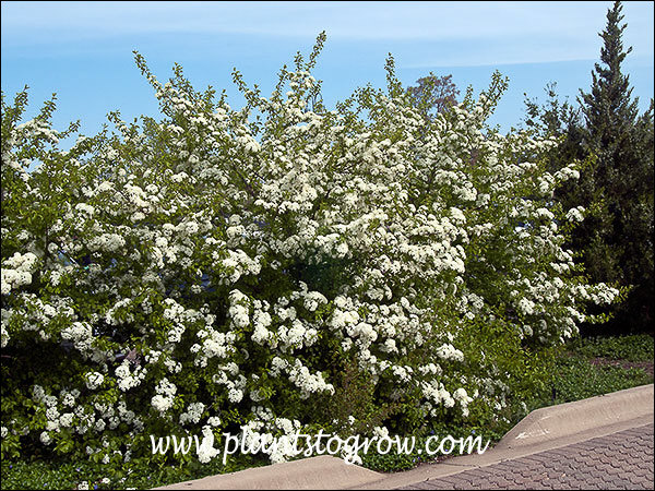 blackhaw viburnum flower