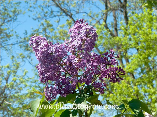 Lilac - Syringa Vulgaris, Deciduous Shrubs