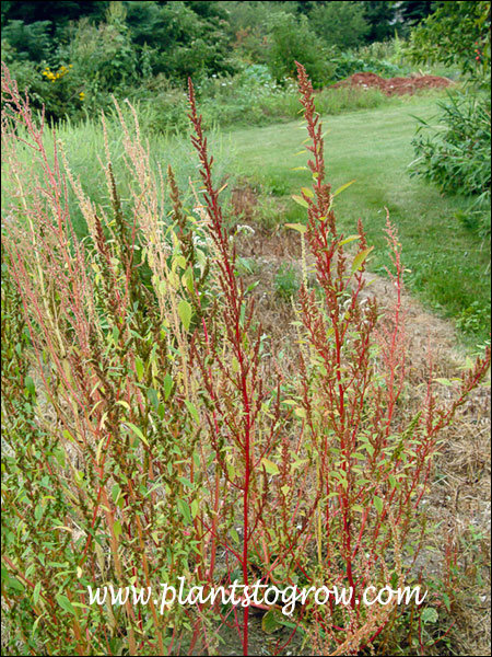 red sorrel plant