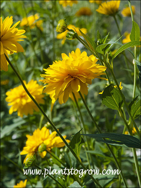 rudbeckia laciniata hortensia