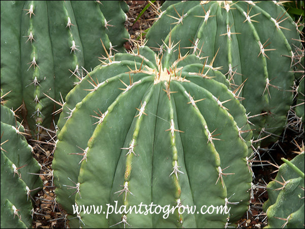 9b-11 | Plantes per fer créixer Base de dades de plantes9b-11 | Plantes per fer créixer Base de dades de plantes  