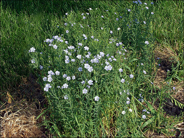 Linseed / Flax (Linum usitatissimum), The Beautiful, European wild plants