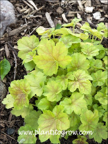 Heuchera Twist of Lime (Coral Bell, Alum Root)