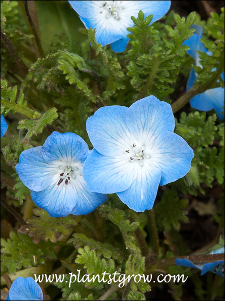 Buy Nemophila Baby Blue Eyes Seed Online