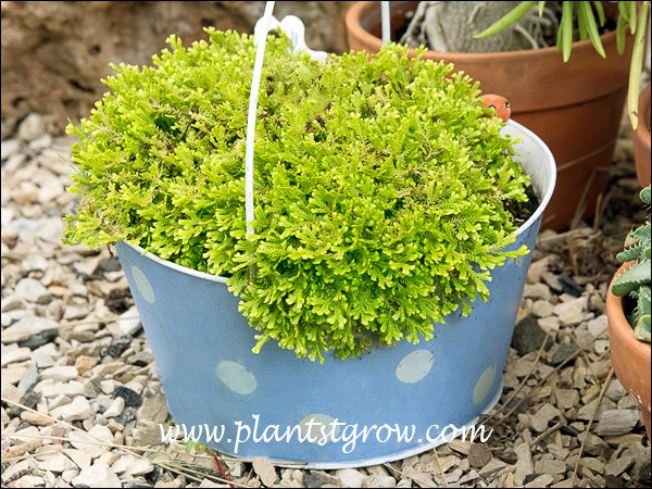 Selaginella kraussiana - Green Spikemoss