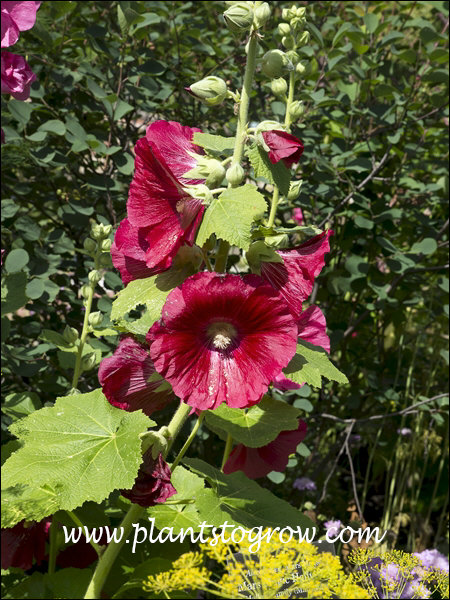 Hollyhock - Alcea Rosea - Red