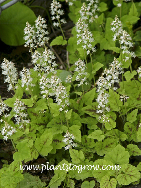 Foam Flower, Tiarella cordifolia