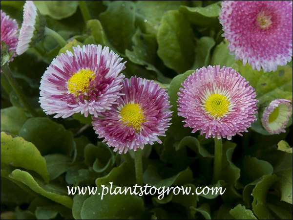 How to Grow and Care for English Daisy