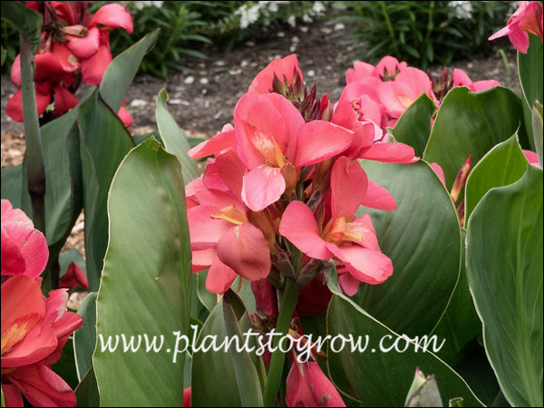 Everything about the Canna Lily plant - Plant Propagation