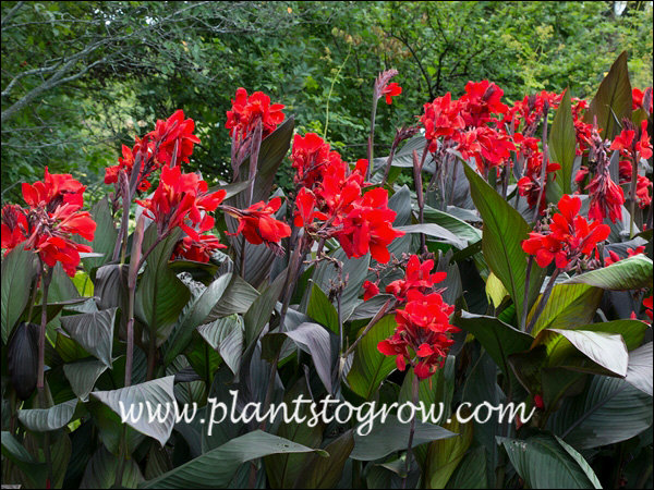 Canna Lily Cannova Bronze Scarlet