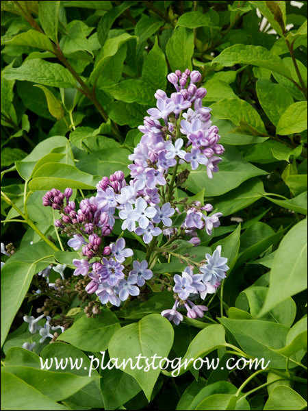 little boy blue lilac