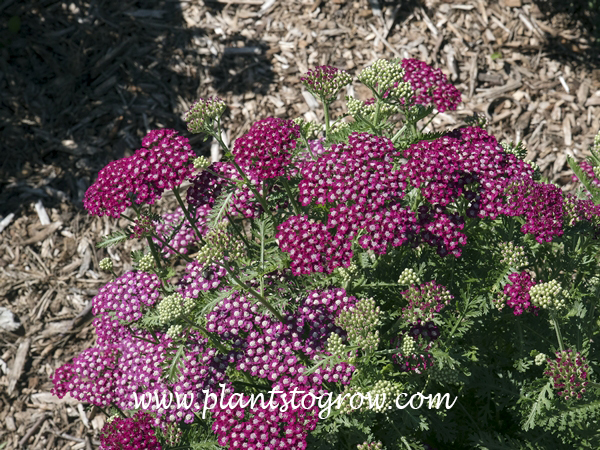 Achillea millefolium New Vintage Rose (Yarrow)