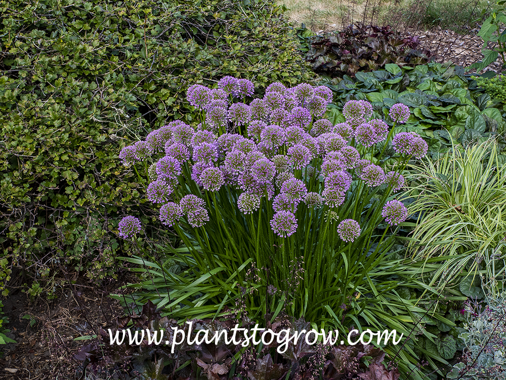 Allium Millenium: Plant Profile 