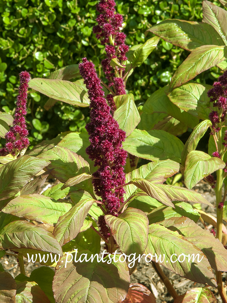 Fat Spike Love Lies Bleeding Amaranth Plants To Grow Plants Database By Paul S Drobot