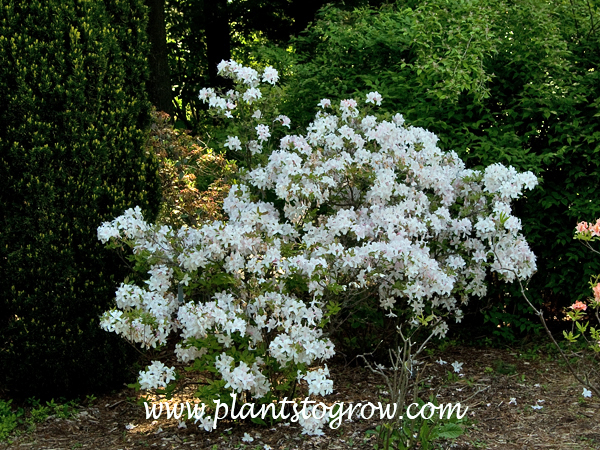 white lights azalea