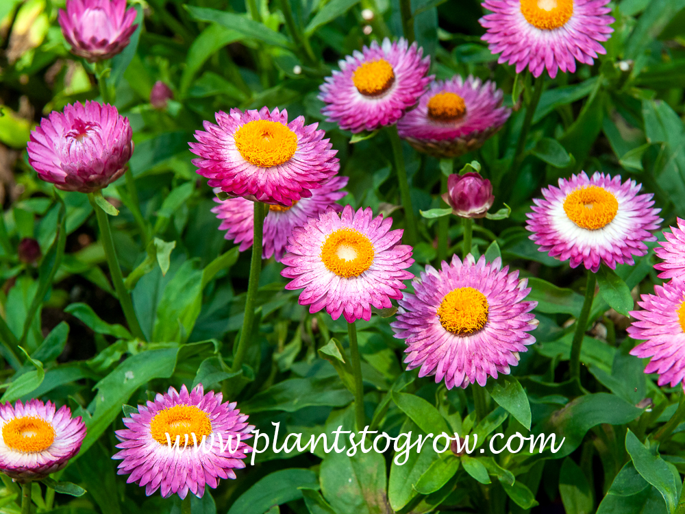 Strawflower Plants