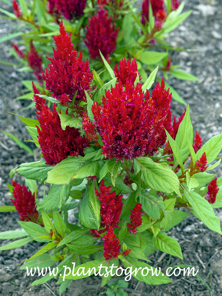 First Flame Celosia (celosia) 