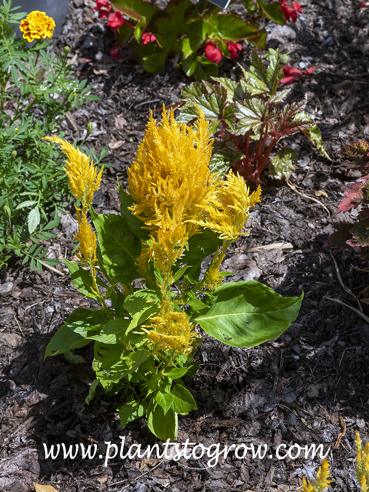 First Flame Celosia (celosia) 