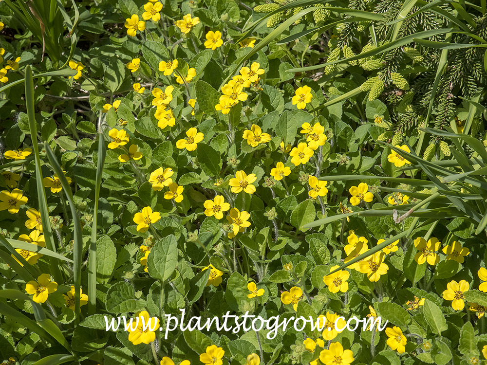 Green-and-Gold (Chrysogonum virginianum)