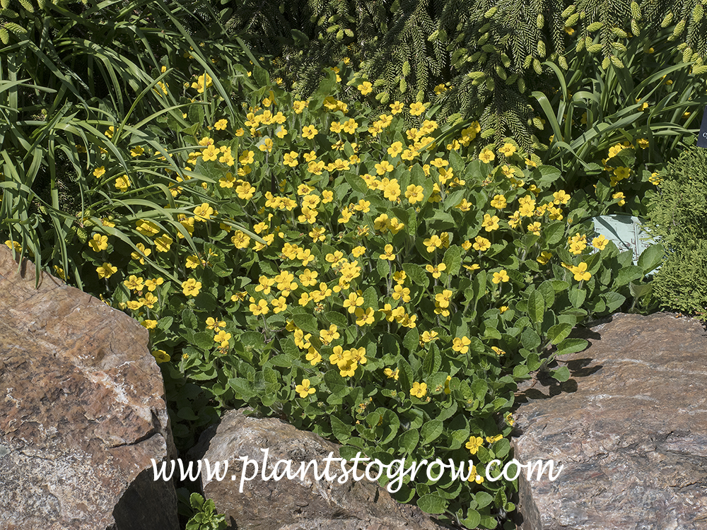 Chrysogonum virginianum - Green and gold