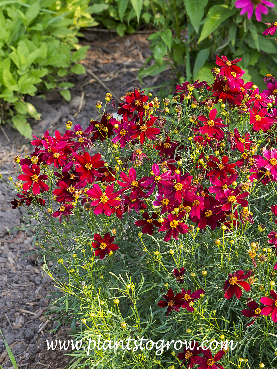 Coreopsis 'Red Satin' (Tickseed)