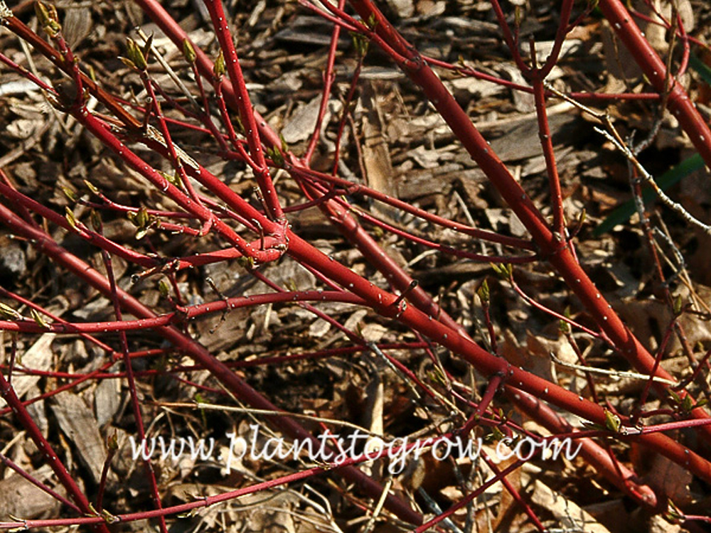 Red Twig Dogwood - Cornus sericea