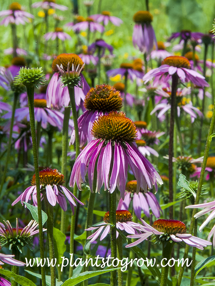 purple coneflower scientific name