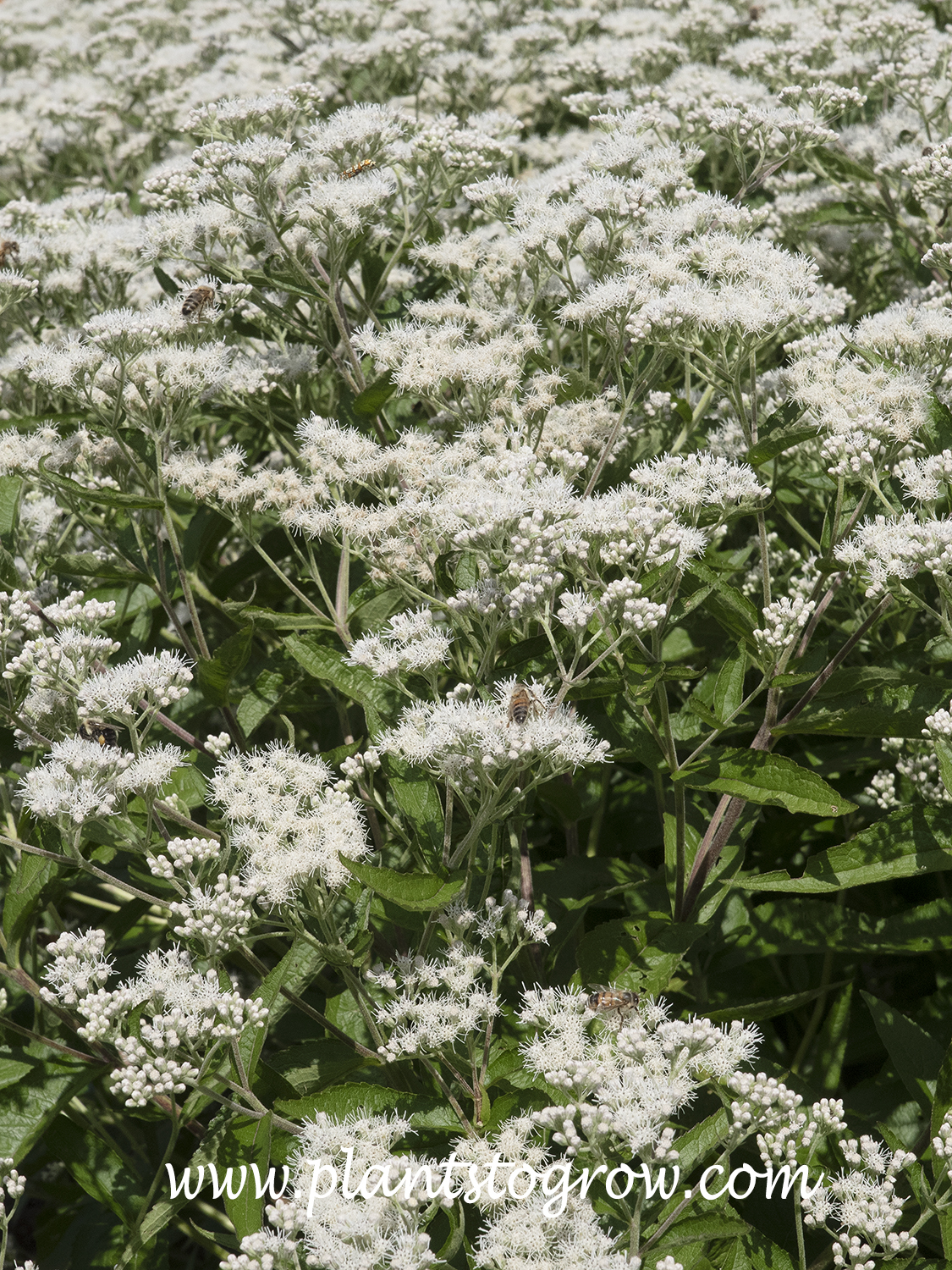 Boneset hybrid 'Polished Brass' - Eupatorium x 'Polished Brass