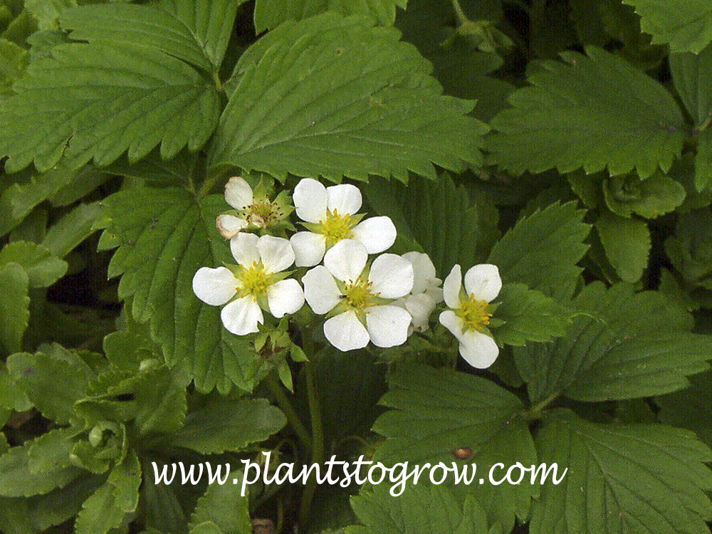 How to Grow Wild Strawberry (Fragaria virginiana)