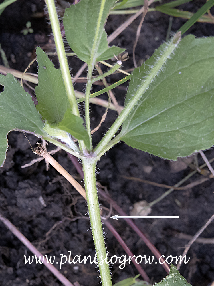 Maryland Biodiversity Project - Shaggy Soldier (Galinsoga quadriradiata)