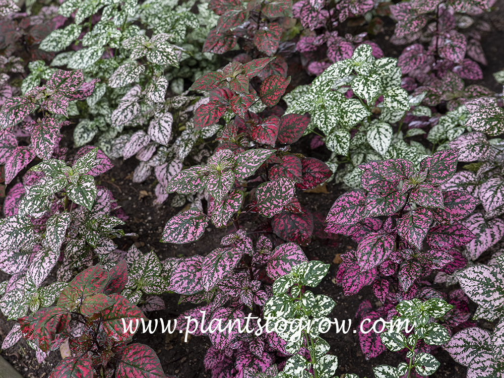 Hippo® Red - Polka Dot Plant - Hypoestes phyllostachya