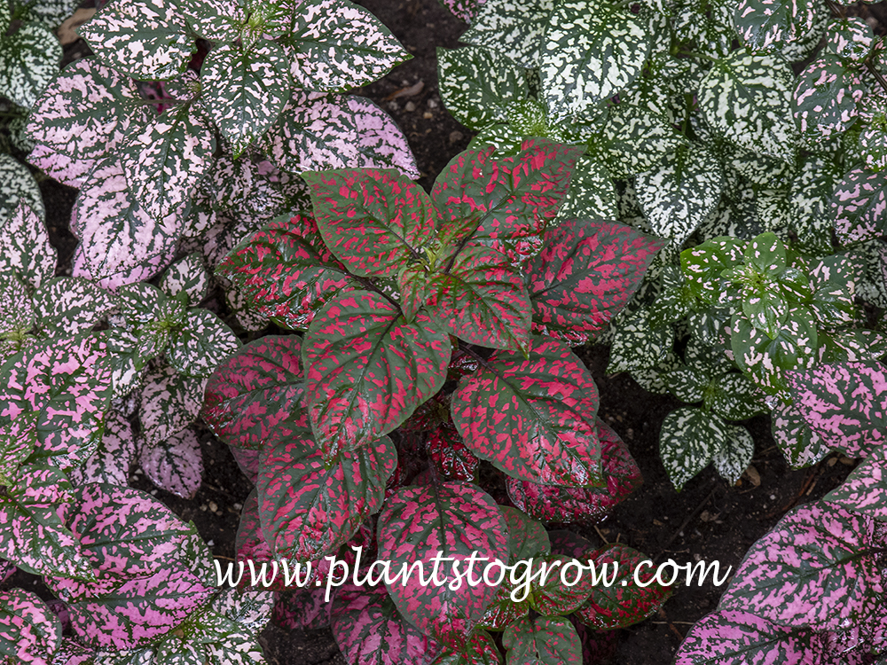 Hippo® Red - Polka Dot Plant - Hypoestes phyllostachya