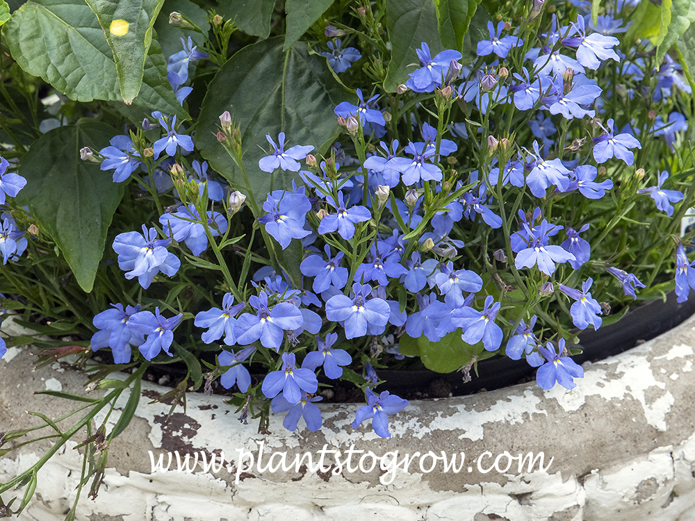 Regatta Midnight Blue Lobelia