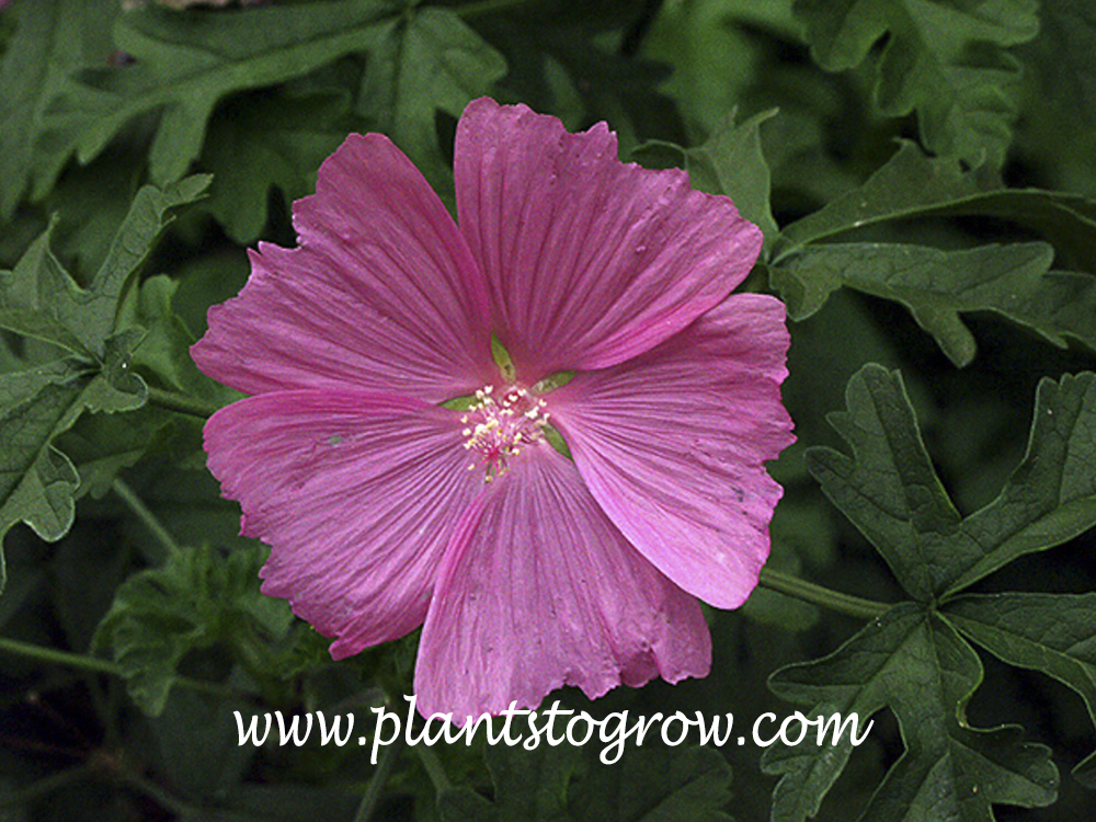 Alcea rosea Spotlight 'Radiant Rose' - Hollyhock - Malvaceae (The Mallow  Family)