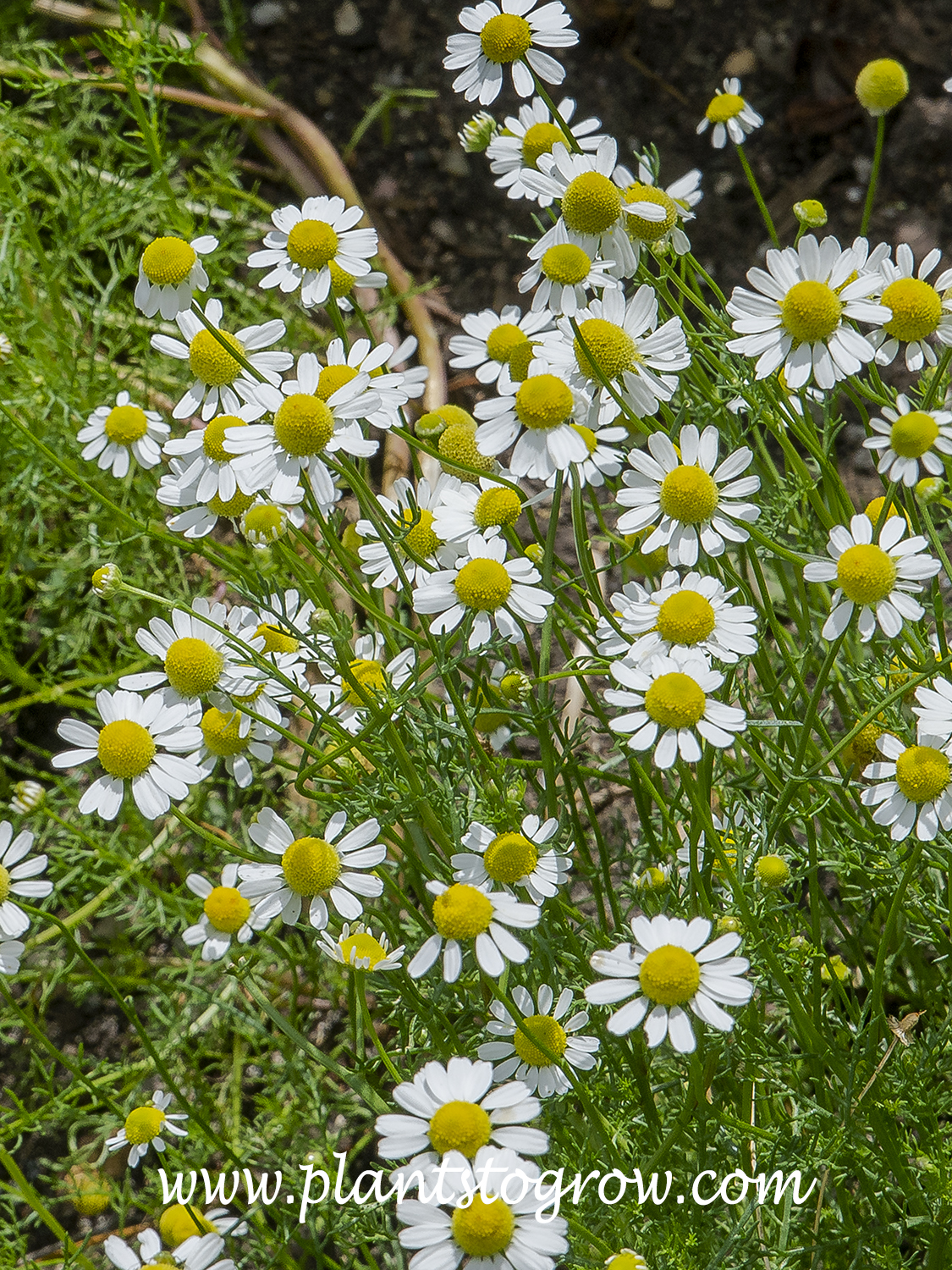 Chamomile (Matricaria chamomilla)  Plants To Grow Plants Database by Paul  S. Drobot