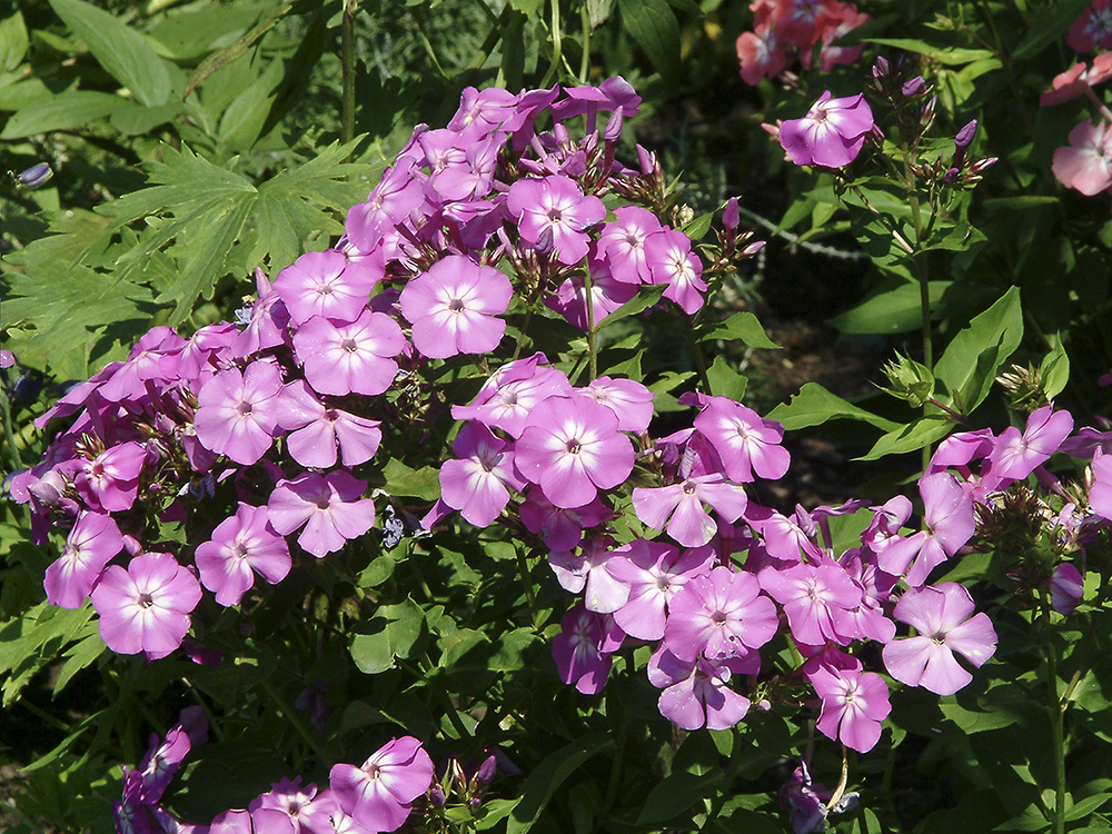 Salmon Beauty Garden Phlox (phlox Paniculata) 