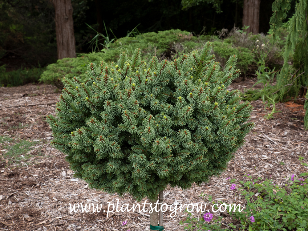 Lanhams Beehive Spruce (picea Abies) 