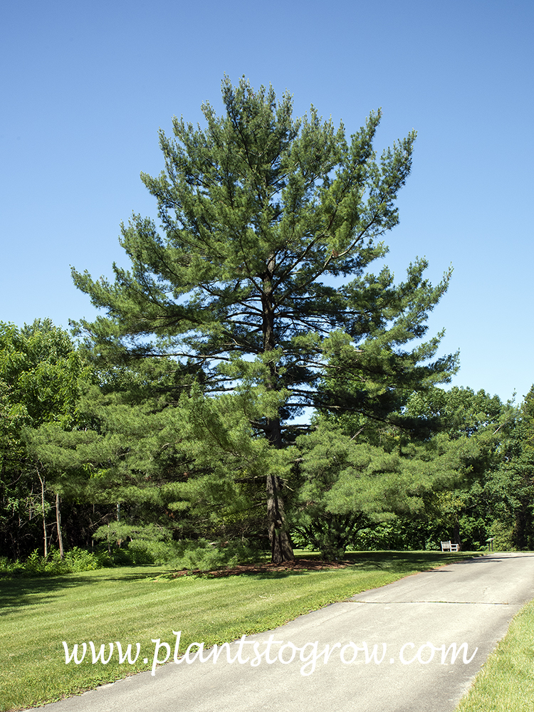 Pinus strobus (eastern white pine) at