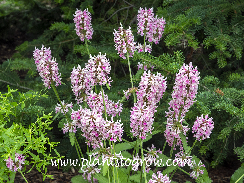 Pink Cotton Candy (Stachys officinalis)