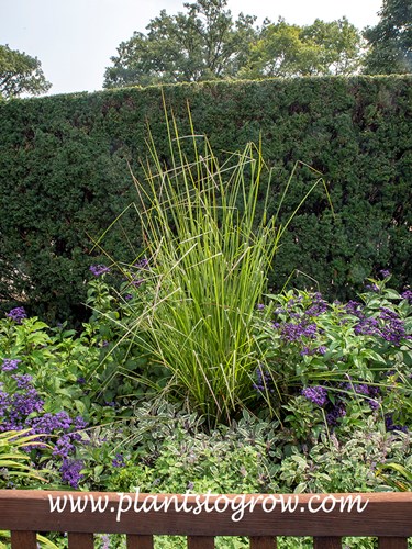 Grow Vetiver