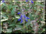 The white lines on the lower lips add another feature to the flower.